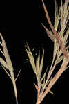 Coastal plain panicgrass